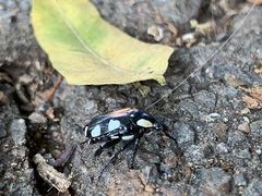 Mausoleopsis amabilis