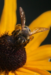 Andrena rudbeckiae