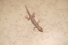 Hemidactylus