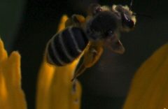 Andrena rudbeckiae
