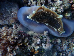 Amplexidiscus fenestrafer