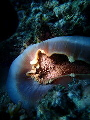 Amplexidiscus fenestrafer