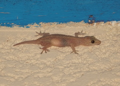 Hemidactylus