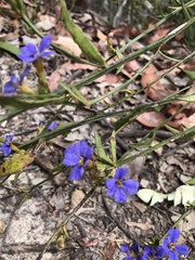 Dampiera stricta
