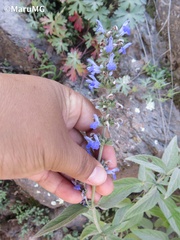 Salvia connivens