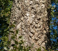 Quercus suber