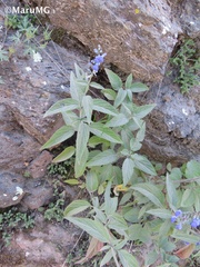 Salvia connivens