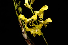 Orchidaceae