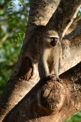 Chlorocebus pygerythrus