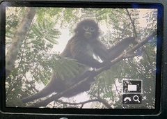 Trachypithecus phayrei