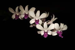 Dendrobium