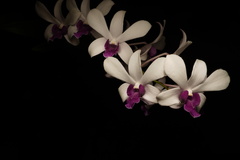 Dendrobium