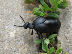 Meloe brevicollis