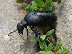 Meloe brevicollis