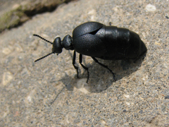 Meloe brevicollis