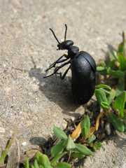 Meloe brevicollis
