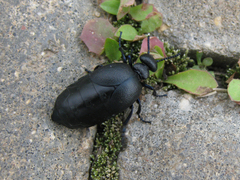 Meloe brevicollis