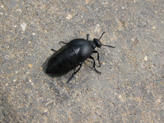 Meloe brevicollis