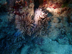 Heteractis crispa