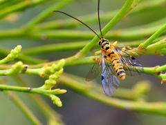 Xanthopimpla rhopaloceros