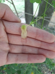 Zapoteca formosa formosa