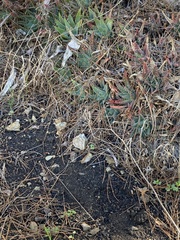Limonium ramosissimum