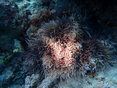 Heteractis crispa
