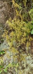 Lycopodium volubile