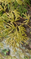 Lycopodium volubile
