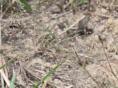 Panicum humile