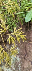 Lycopodium volubile
