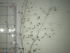 Panicum humile
