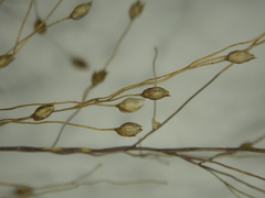 Panicum humile