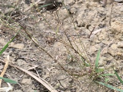 Panicum humile