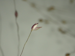 Panicum humile