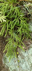 Lycopodium volubile