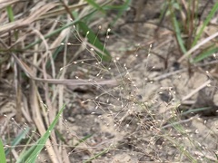 Panicum humile