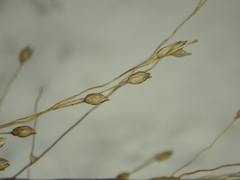 Panicum humile