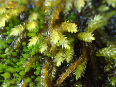Scleropodium