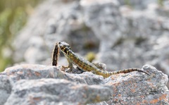 Pseudocordylus microlepidotus microlepidotus