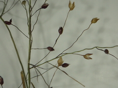 Panicum humile