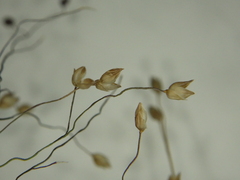 Panicum humile
