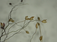 Panicum humile