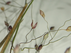 Panicum humile