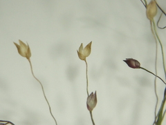 Panicum humile
