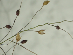 Panicum humile