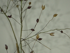 Panicum humile