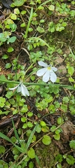 Lobelia angulata