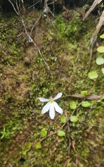 Lobelia angulata