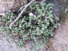 Sedum moranense